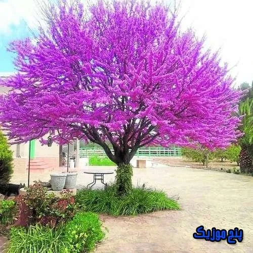 دانلود آهنگ ﻳﻪ وﻗﺘﺎﻳﻰ ﻛﻮﻫﻢ دﻟﺶ اﺑﺮی ﻣﻴﺸﻪ صدای زن اینستا ریمیکس ارغوان دانلود آهنگ ﻳﻪ وﻗﺘﺎﻳﻰ ﻛﻮﻫﻢ دﻟﺶ اﺑﺮی ﻣﻴﺸﻪ صدای زن اینستا ریمیکس ارغوان