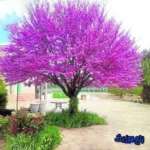 دانلود آهنگ ﻧﮕﺎﻫﺖ ﻣﻨﻮ زﻳﺮو رو ﻣﻴﻜﻨﻪ ﻣﻨﻮ ﺑﺎ دﻟﻢ روﺑﺮو ﻣﻴﻜﻨﻪ صدای زن  اینستا ریمیکس ارغوان دانلود آهنگ ﻧﮕﺎﻫﺖ ﻣﻨﻮ زﻳﺮو رو ﻣﻴﻜﻨﻪ ﻣﻨﻮ ﺑﺎ دﻟﻢ روﺑﺮو ﻣﻴﻜﻨﻪ صدای زن  اینستا ریمیکس ارغوان